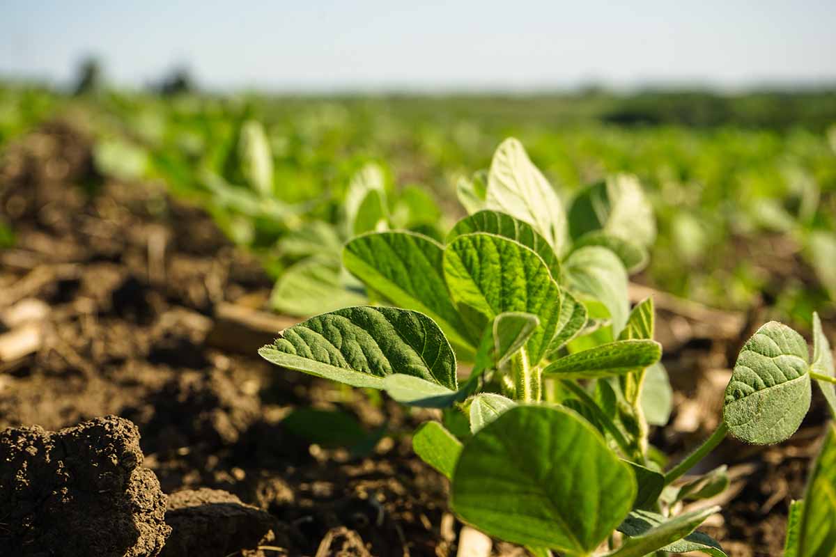 Research Conference Returns To Jumpstart Planting